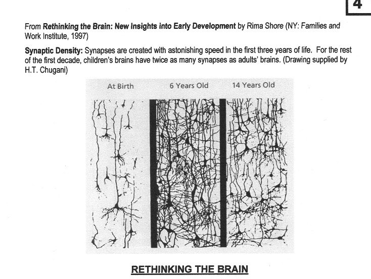 desarrollo cerebral