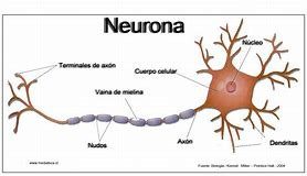 desarrollo cerebral