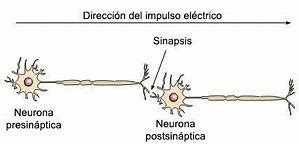 desarrollo cerebral